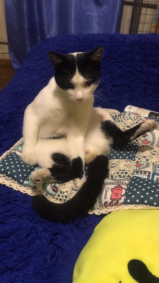 Потерялся кот!