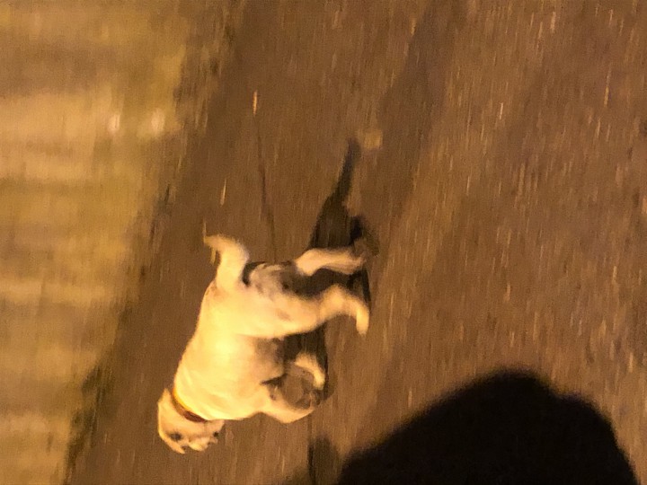 Бездомный лабрадор. 