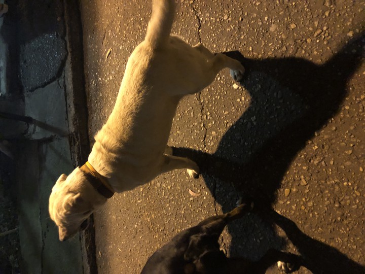 Бездомный лабрадор. 