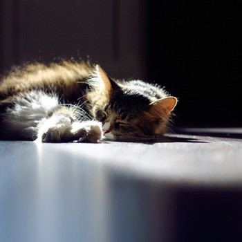 Фотограф в Сочи