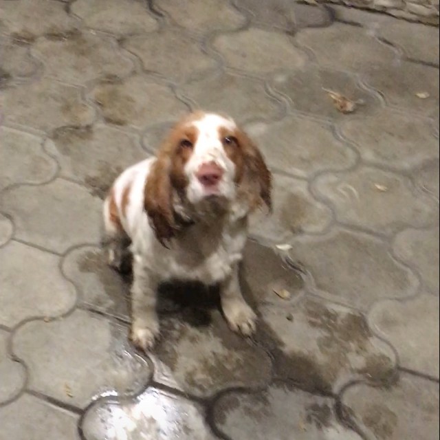 Потерялась спаниэль