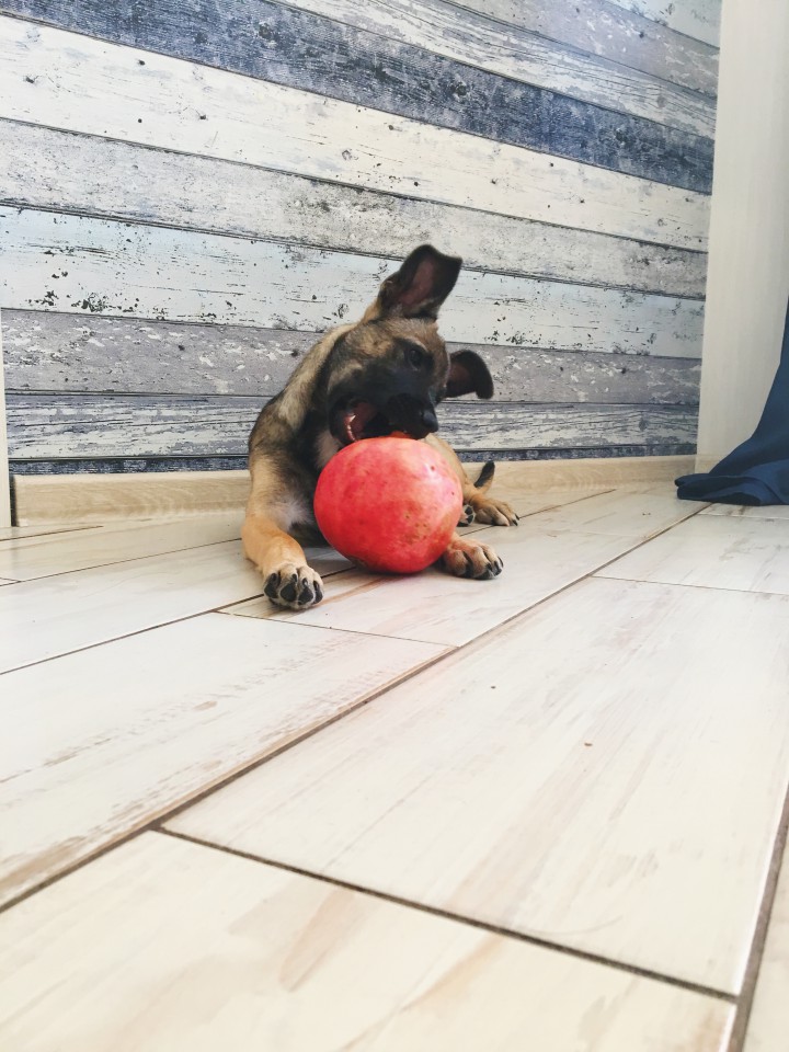 Щенок ищет дом