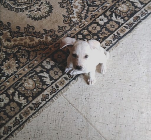 Щенок девочка в добрые руки