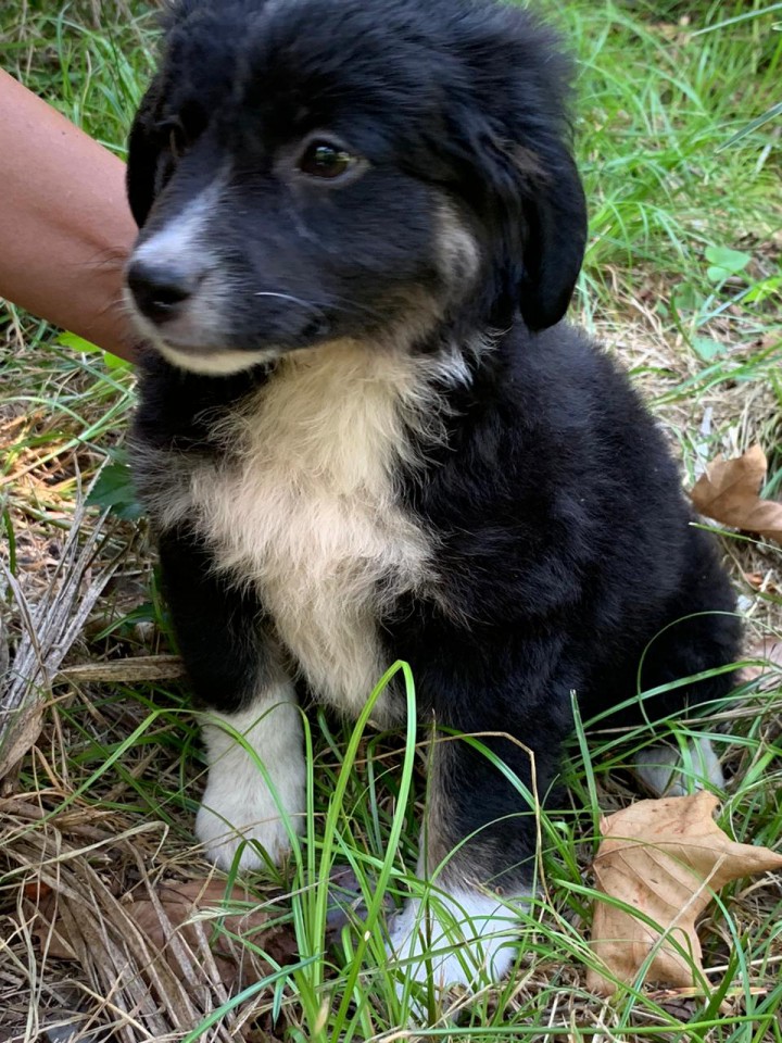 Щенок ищет любящих хозяев