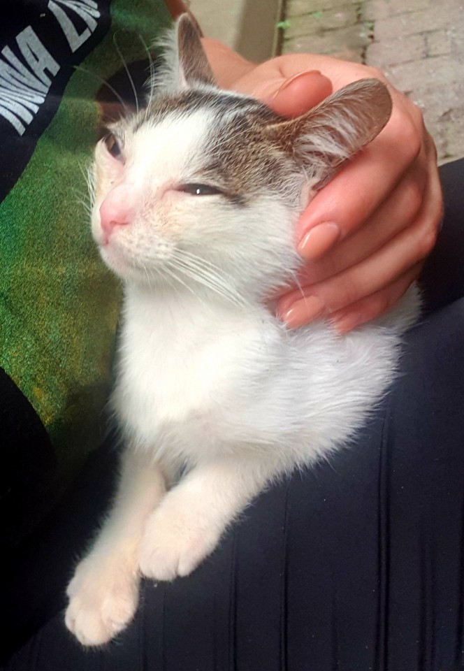 Котёнок в добрые руки