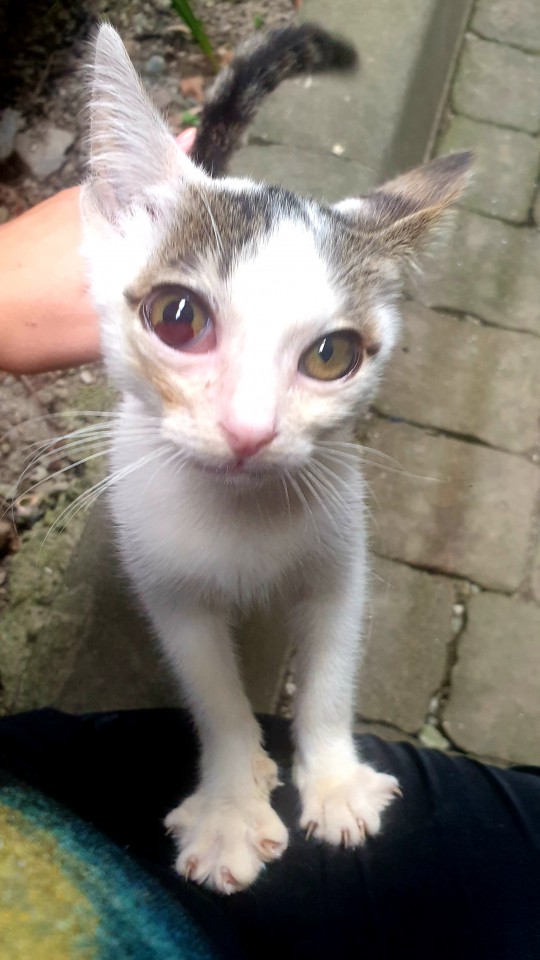 Котёнок в добрые руки