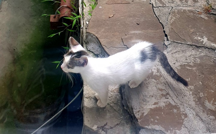 Котёнок в добрые руки