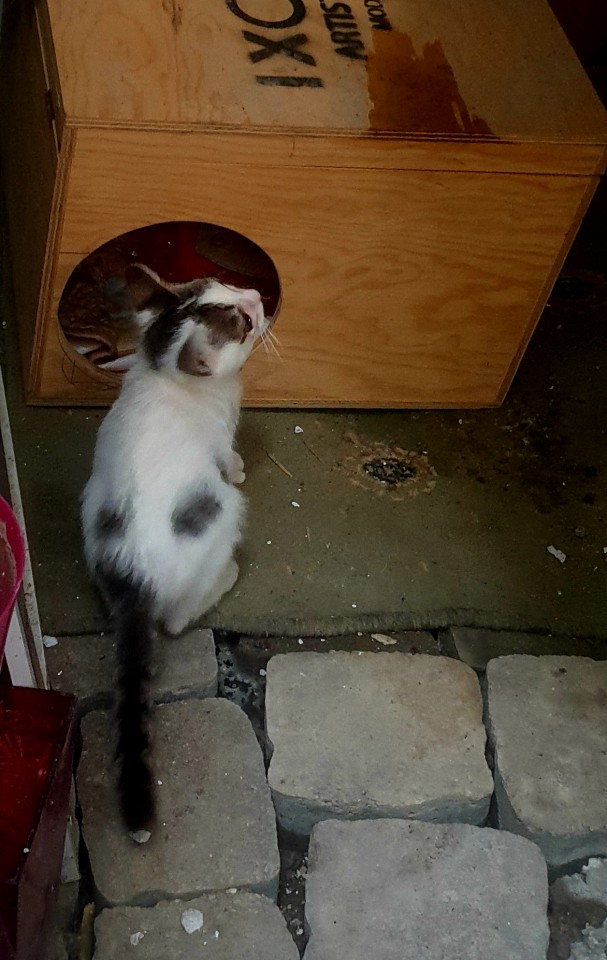 Котёнок в добрые руки