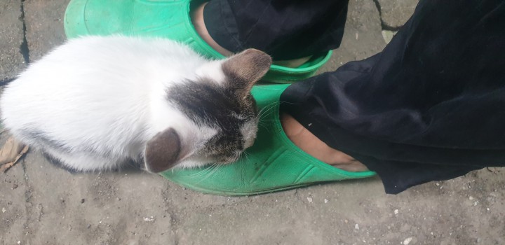 Котёнок в добрые руки