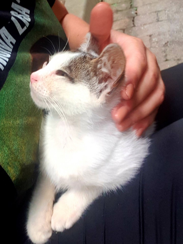 Котёнок в добрые руки