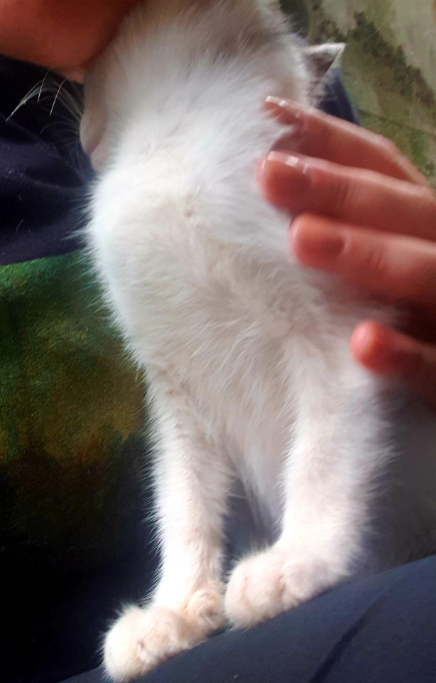 Котёнок в добрые руки