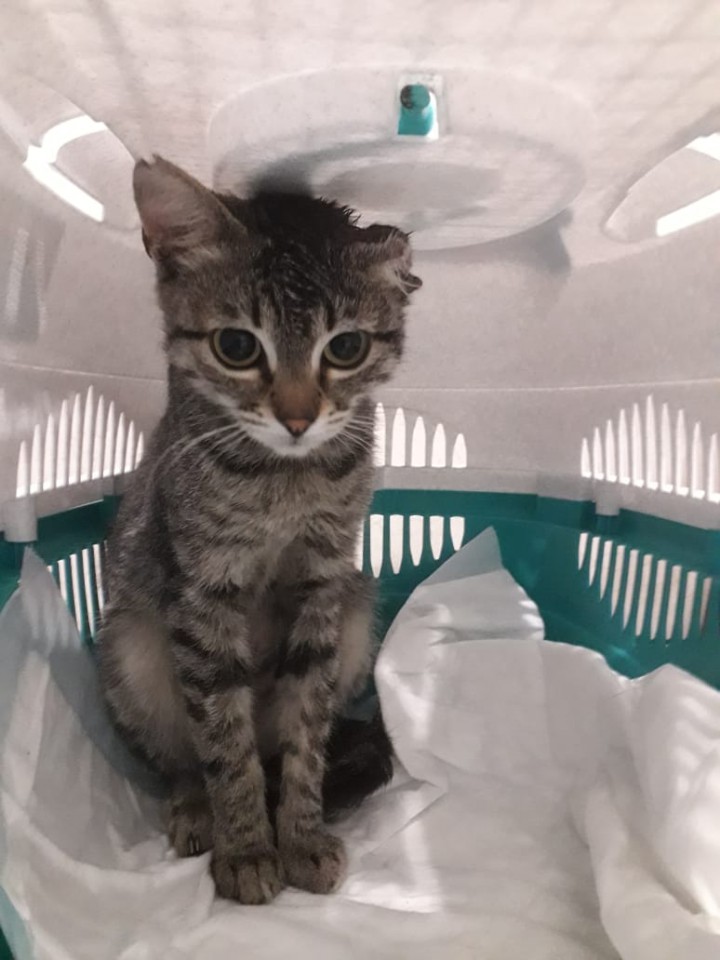 Кошечка ищет дом