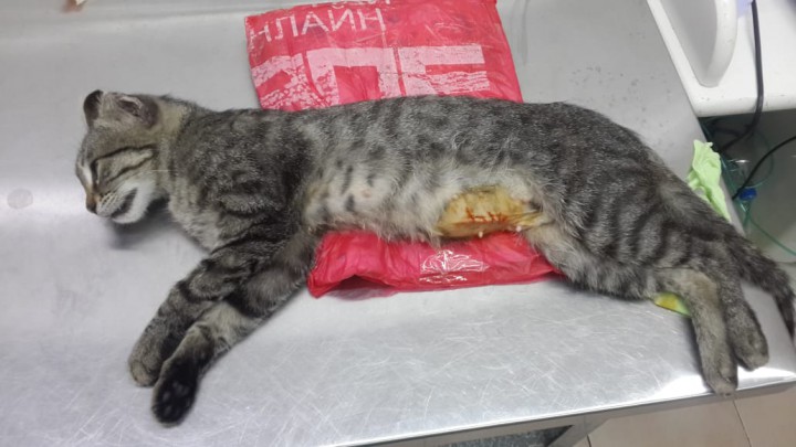 Кошечка ищет дом