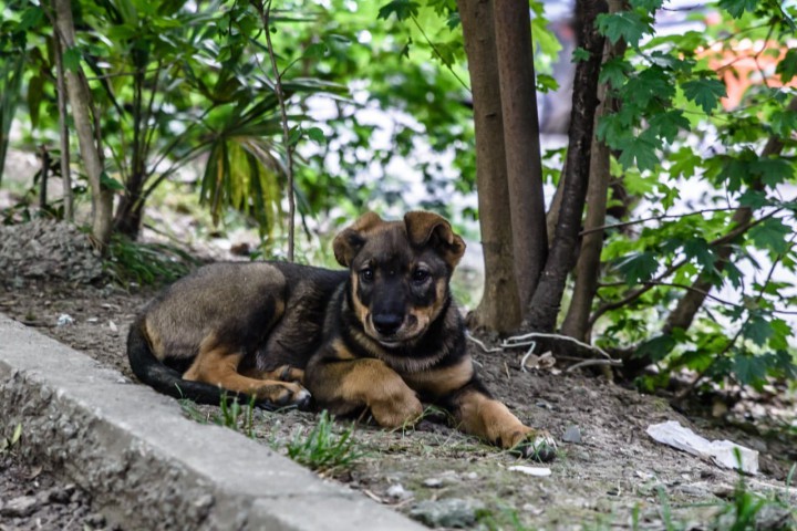 Щенки ищут дом!