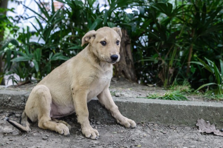 Щенки ищут дом!