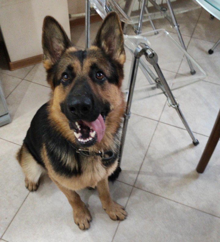 Пропал кобель нем овчарки Марс