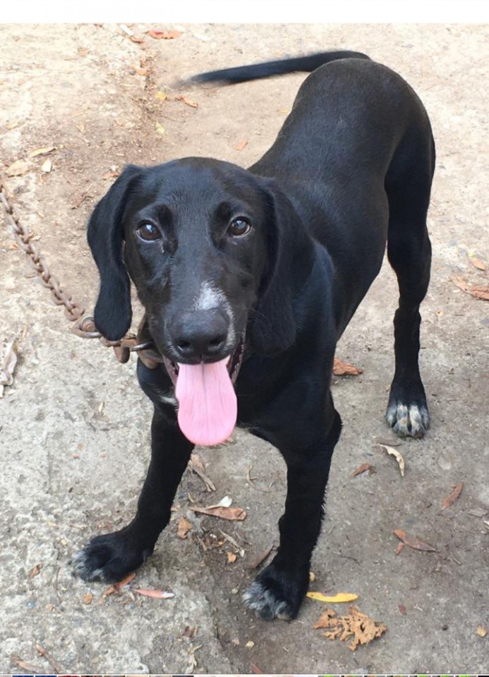 Пропала собака.