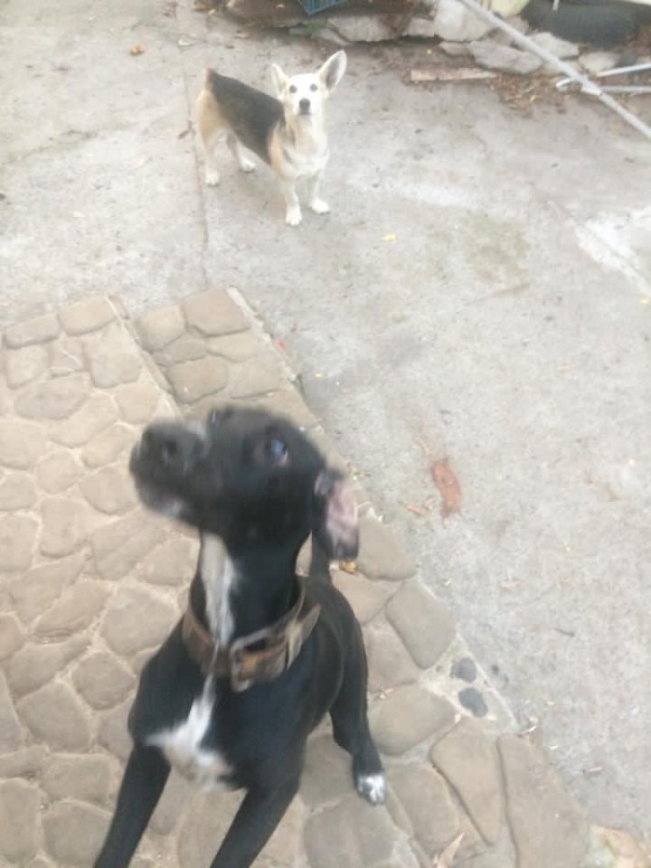 Пропала собака.