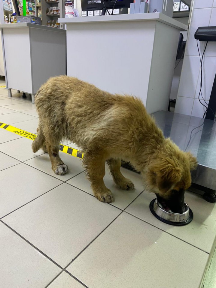 Найдена собачка! Ищем передержку или хозяина!