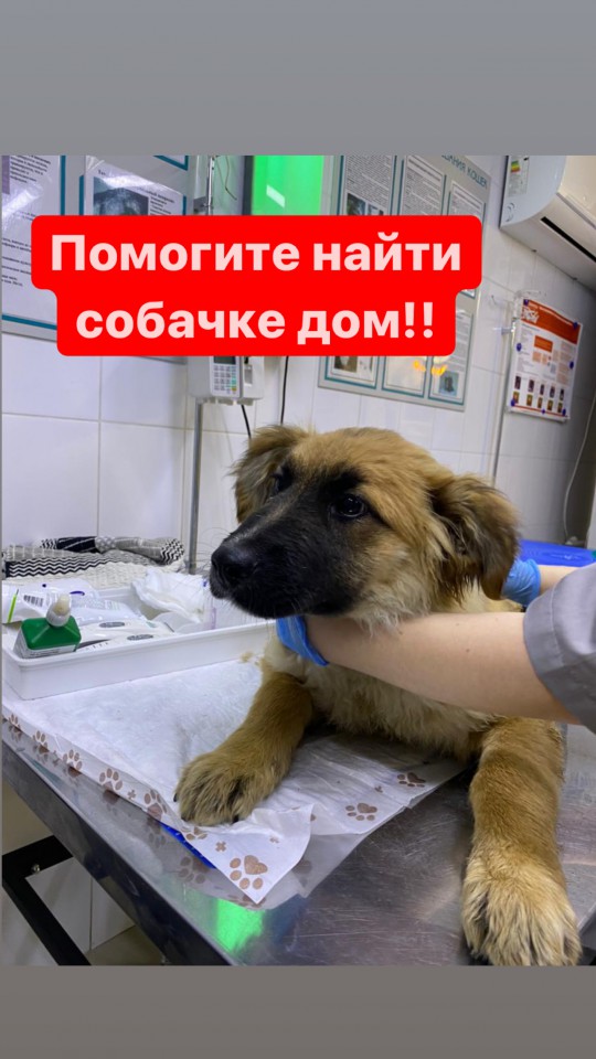 Найдена собачка! Ищем передержку или хозяина!