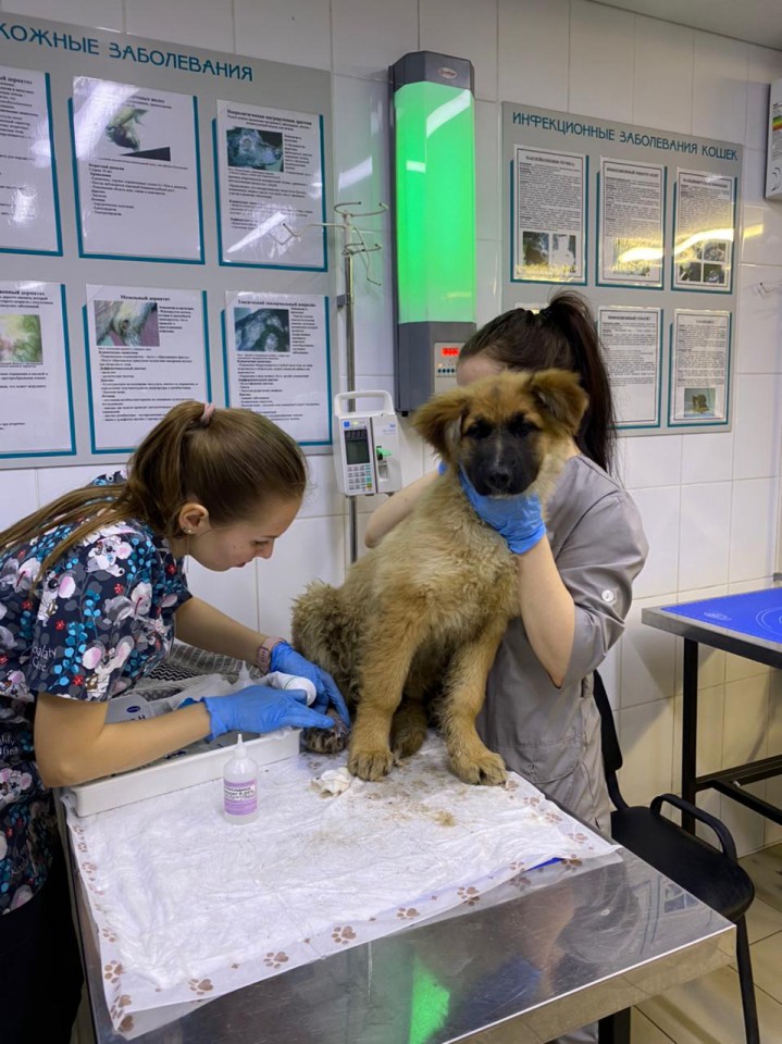 Найдена собачка! Ищем передержку или хозяина!