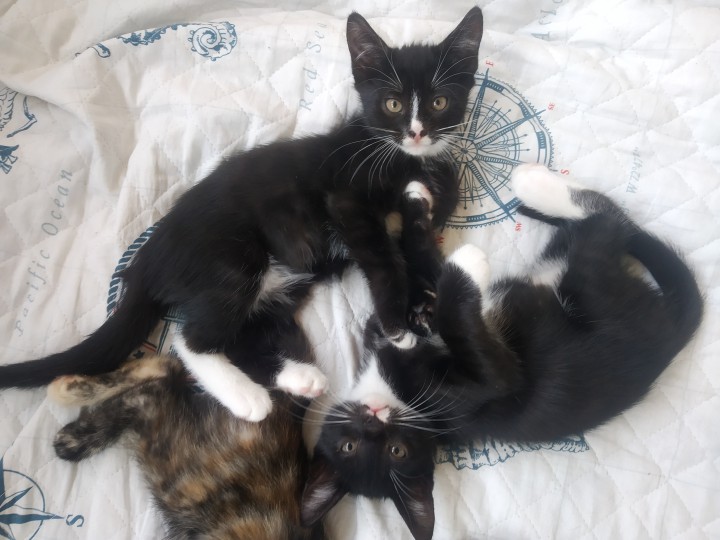 Котята домашние, привитые