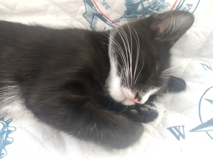 Котята домашние, привитые