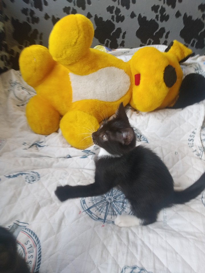 Котята домашние, привитые