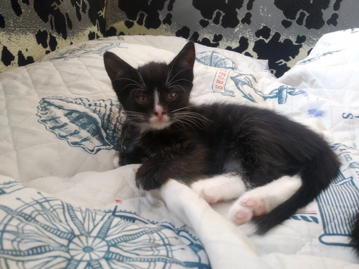 Котята домашние, привитые