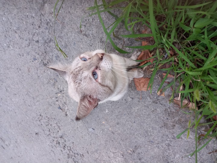 Сиамский кот: отслужил, старый , выбросим?