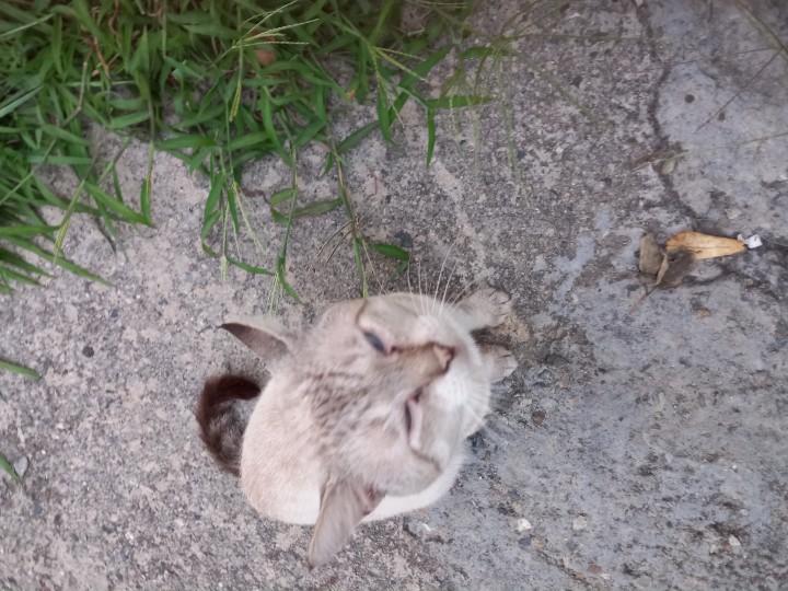 Сиамский кот: отслужил, старый , выбросим?