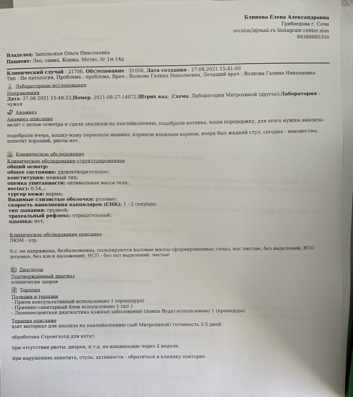 Котята в добрые руки 