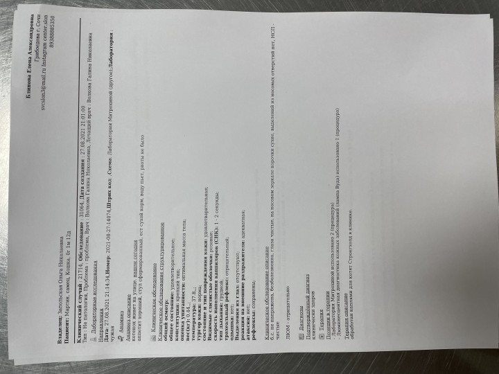 Котята в добрые руки 