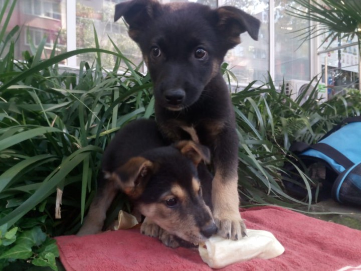 Отдам в добрые руки. Прелестные щенята.