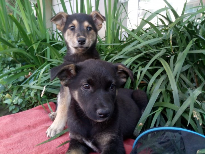 Отдам в добрые руки. Прелестные щенята.