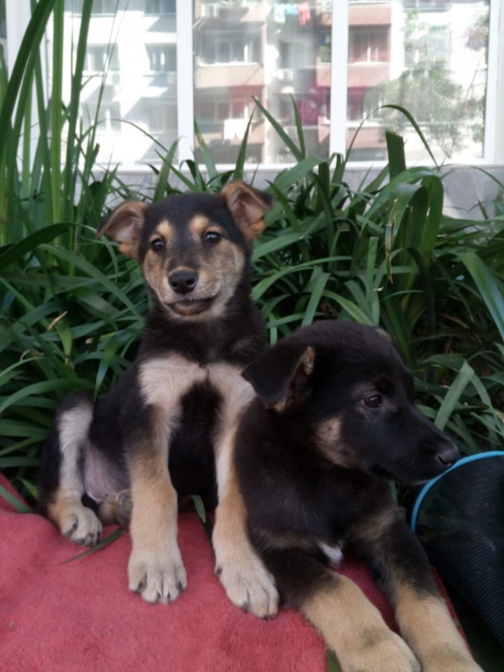 Отдам в добрые руки. Прелестные щенята.