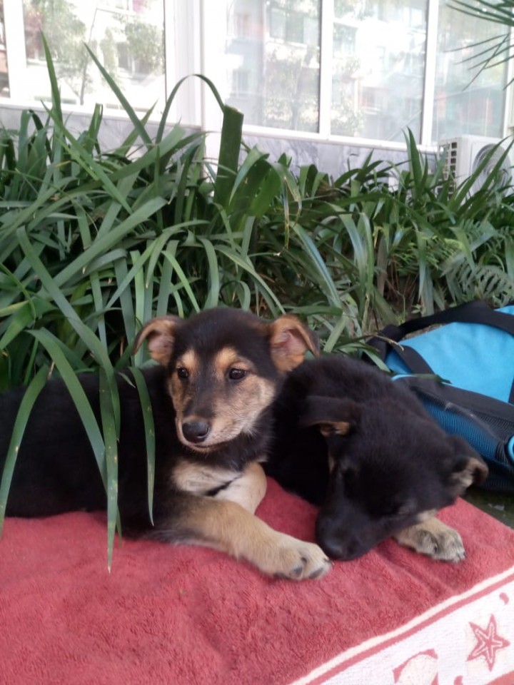 Отдам в добрые руки. Прелестные щенята.