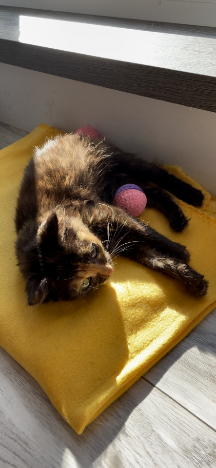 Котёнок в добрые руки 