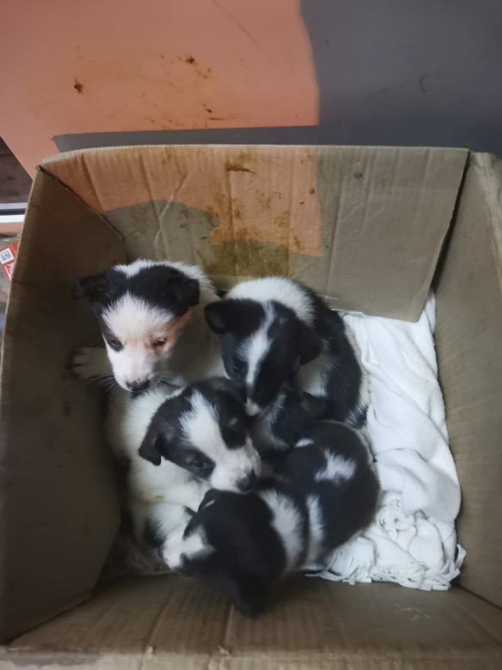 Чудесные щенки