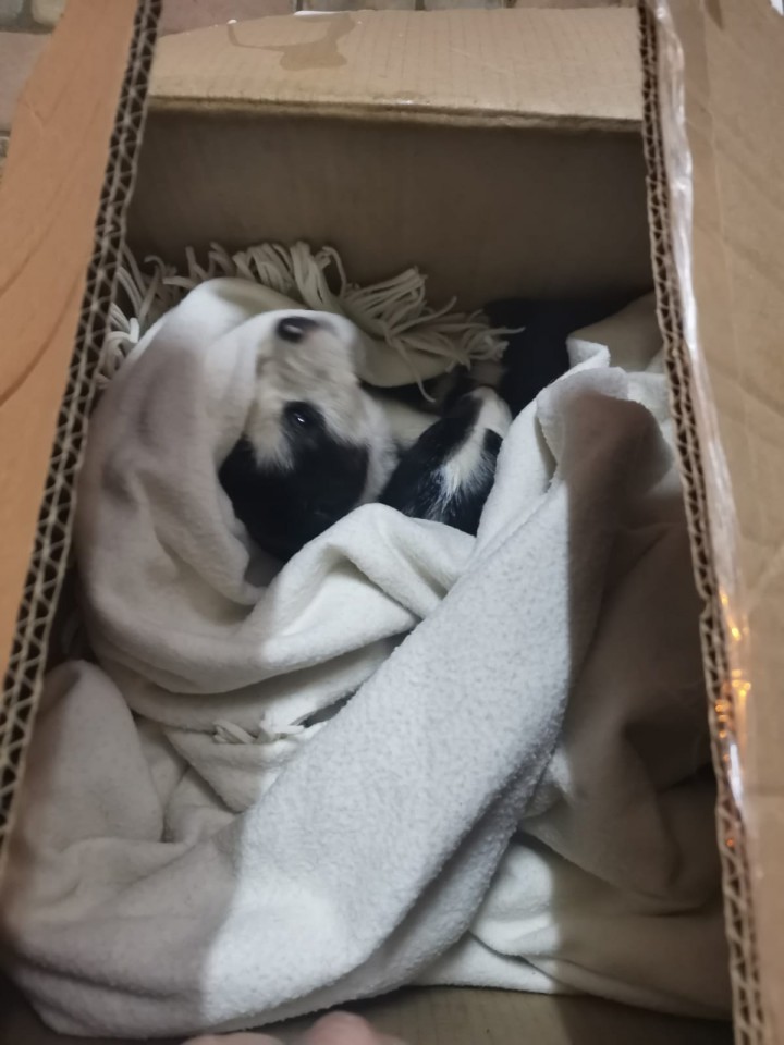 Чудесные щенки