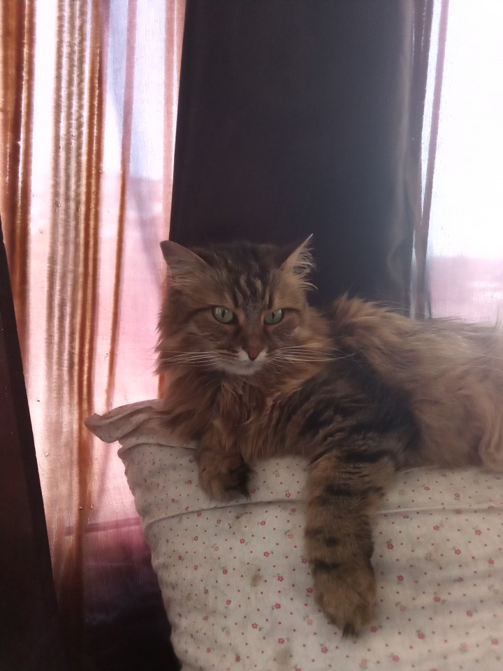 Пропала кошка Кася