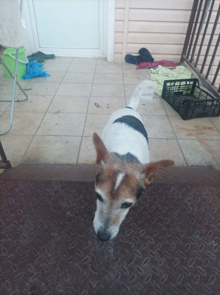 В хорошие руки