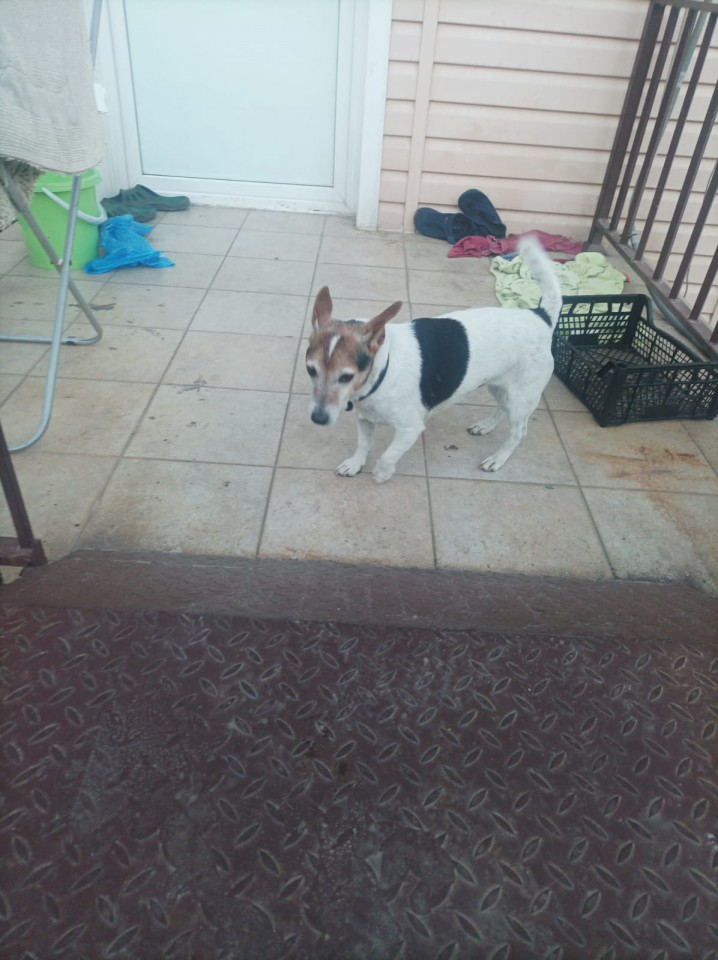 В хорошие руки