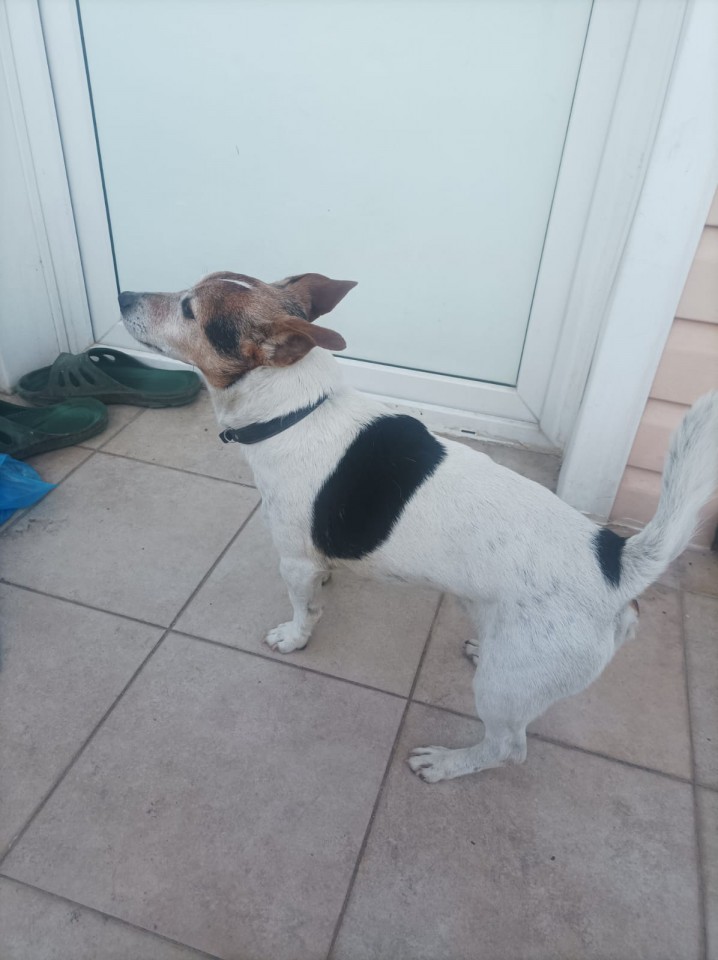 В хорошие руки