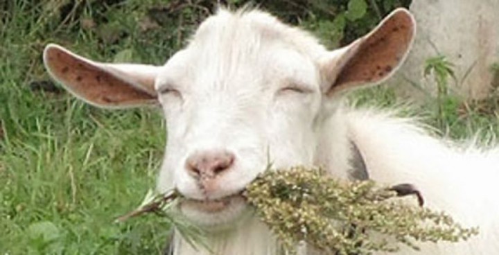 Продаются козы и козлята