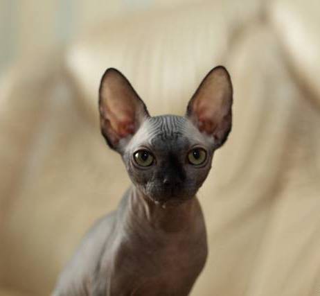 Красивая кошка