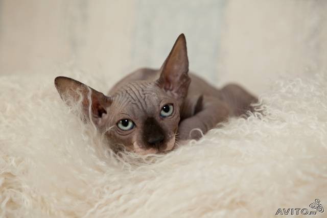 Красивая кошка