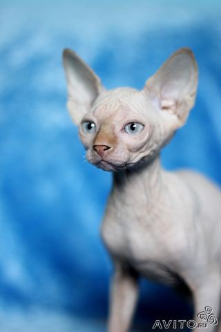 Красивая кошка