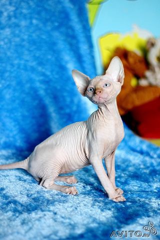 Красивая кошка