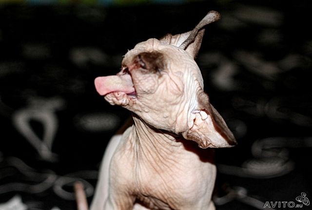 Красивая кошка